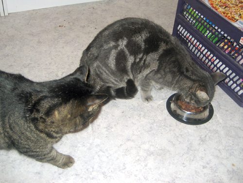 Konkurenz am Futternapf